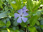 Télizöld meténg (Vinca minor)