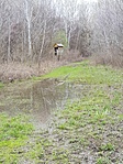 Élő és holt Tisza (9)