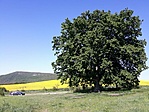 gcizgi_1