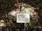 Öreg Bükk Tanösvény és Hamuházi-forrás-9