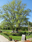 IMG_2976