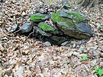 IMG_3242