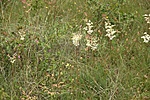 HER_6083_tn