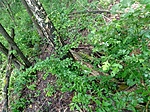 IMG_20210612_151838