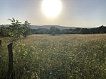 IMG_2236