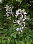 DSCN1857