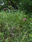 DSCN1860