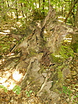 DSCN1866