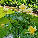 Saját kertünk rózsái