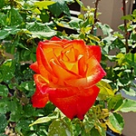 Saját kertünk rózsái