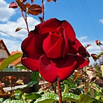 Saját kertünk rózsái