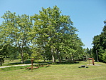 Tornapálya