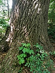 IMG_20210625_123844
