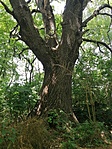 IMG_20210625_123604