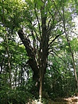 IMG_20210625_123521