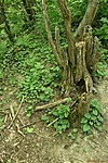 HER_6376_tn
