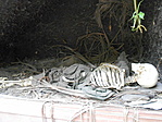 DSCN8817
