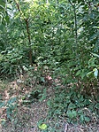 IMG_4505[1]