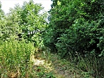 Erdőrészlet 2.