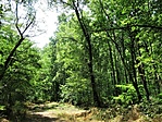Erdőrészlet 3.