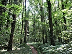 Erdőrészlet 4.