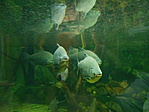 DSCN8787