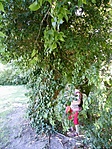 DSCF7067
