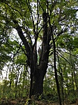 IMG_20210721_180001