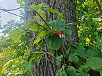 IMG_20210713_115227