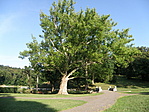 P7171473