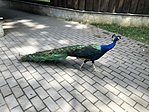 IMG_8596_1