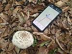 Lepiota Cristata
