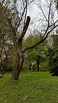 TaTwo_Vácrátóti arborétum_no1