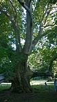 zemplén 105