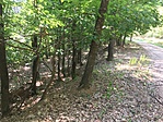 IMG_5569