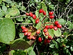 Farkashegy