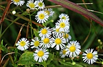 IMG_8575_1