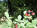 DSCN8994