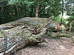 IMG_5238