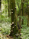 tapló