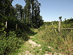 Pápalátó-10