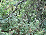 IMG_6779