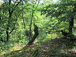 IMG_2020