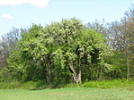 20080420