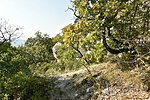 HER_8518_tn