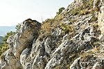 HER_8524_tn