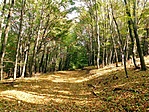 visszaúton avarszőnyegben