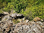 IMG_20210509_145234