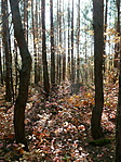 Fenyőerdő