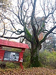 Tábla, fa és rom